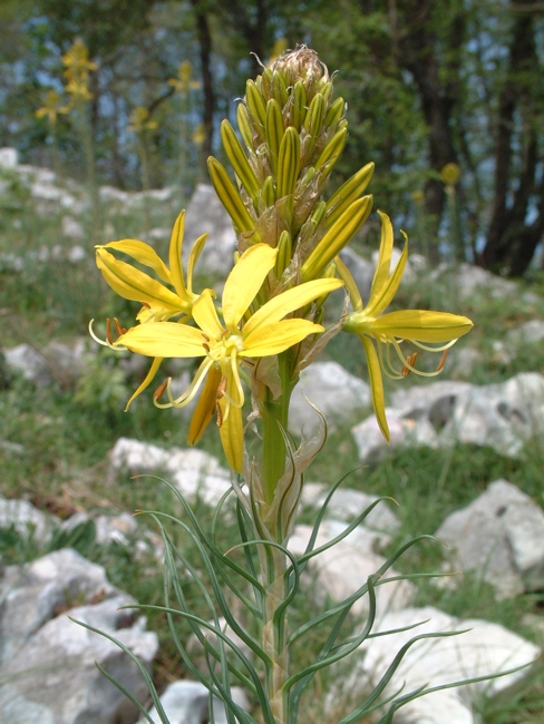 Asphodeline lutea / Asfodelo giallo